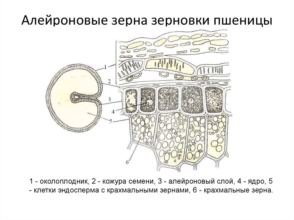 Заполните пропуски в тексте на рисунке а представлена схема поперечного среза