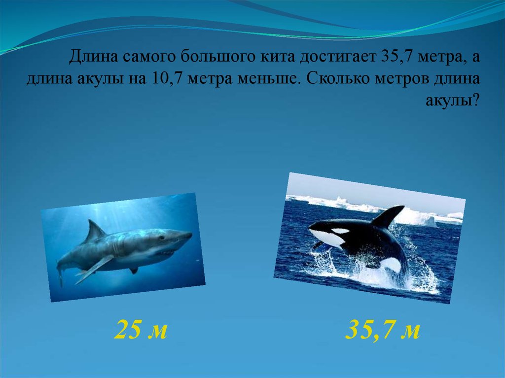 Сколько кит размер. Сколько метров кит. Вес кита самого большого. Размеры кита самого большого. Длина кита в метрах.