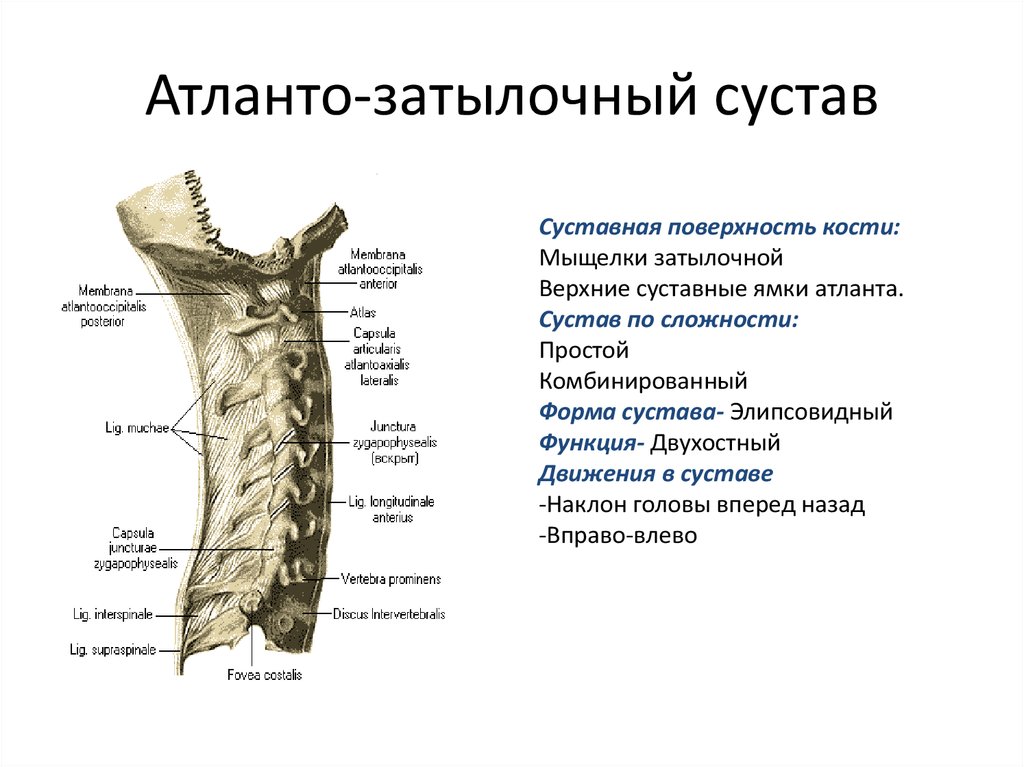 Соединения между затылочной костью. Соединения позвонков атланто-затылочный сустав анатомия. Атланто затылочный сустав анатомия строение. Классификация атланто затылочного сустава. Атланто затылочные суставы позвоночника.