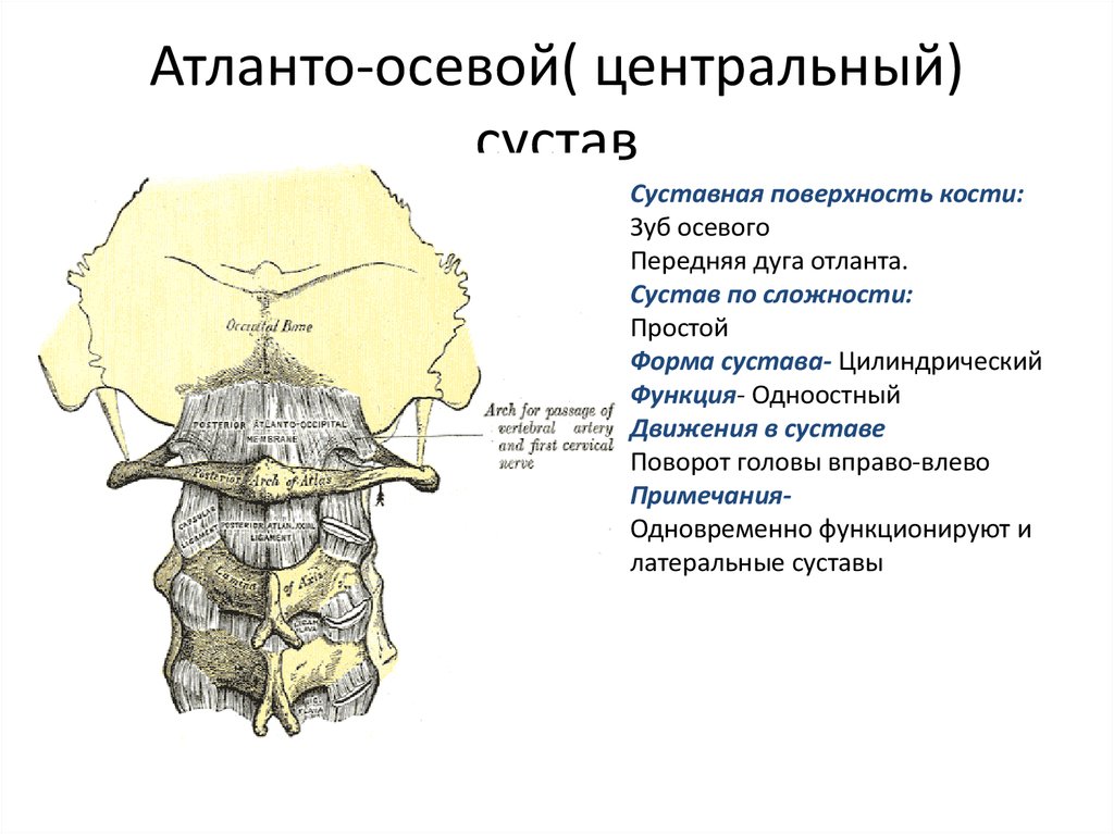 Соединения между затылочной костью