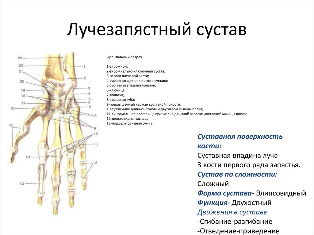 Соединения костей запястья. Кости, образующие лучезапястный сустав. Лучезапястный сустав кости образующие сустав. Кости кисти лучезапястный сустав анатомия. Лучезапястный сустав анатомия строение кости.