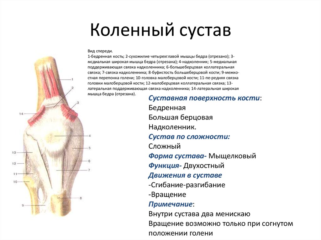 Сустав человека строение анатомия. Коленный сустав классификация анатомия. Коленный сустав строение и функции анатомия. Коленный сустав описание. Суставы колена анатомия классификация.