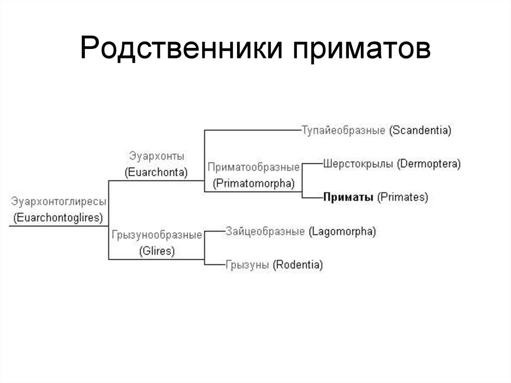 Эволюция приматов схема 9 класс