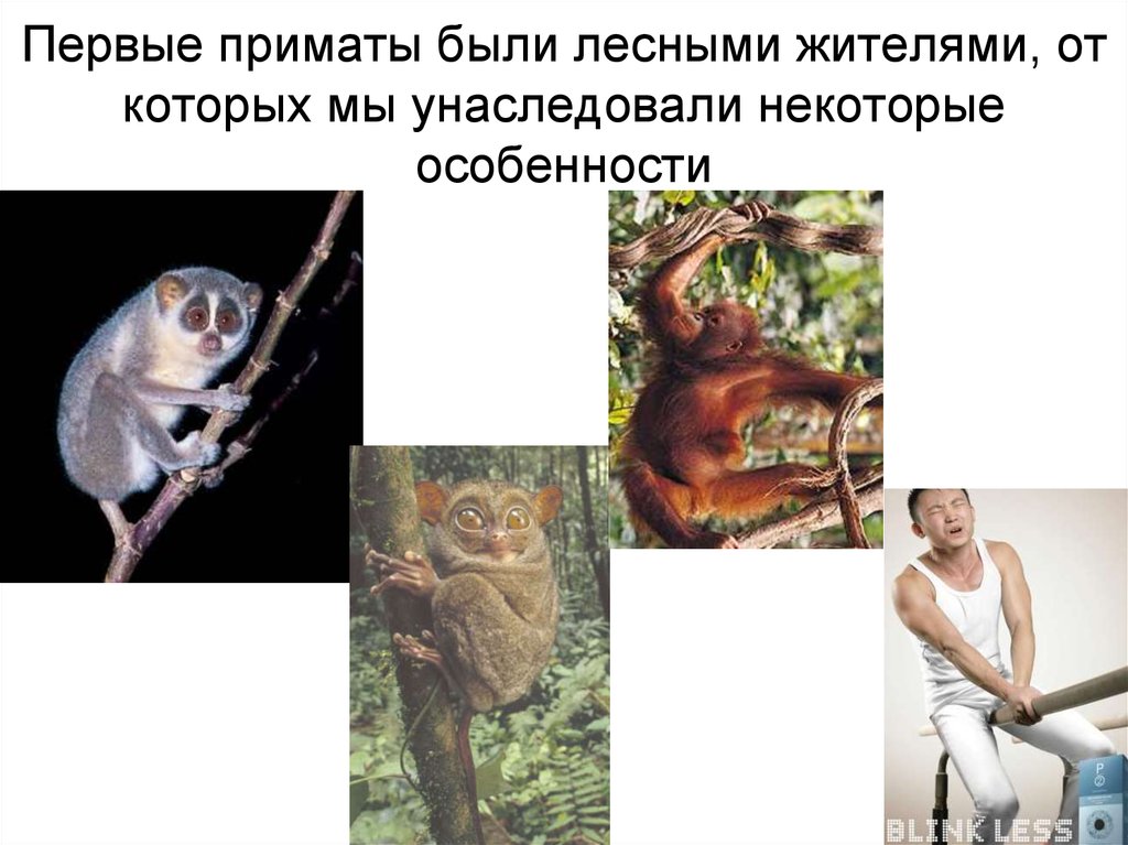 Приматы какое развитие