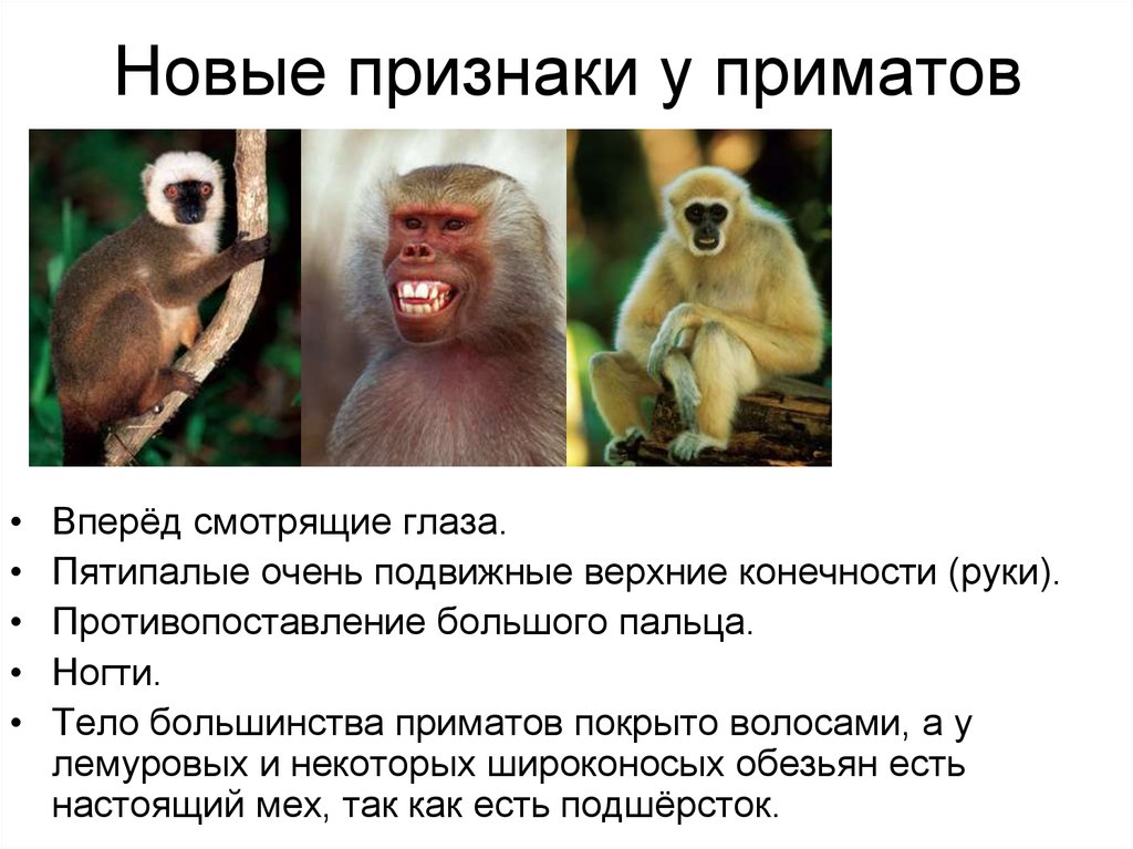 Общие черты приматов. Класс млекопитающие отряд приматы. Широконосые обезьяны. Широконосые обезьяны представители. Признаки отряда обезьяны.