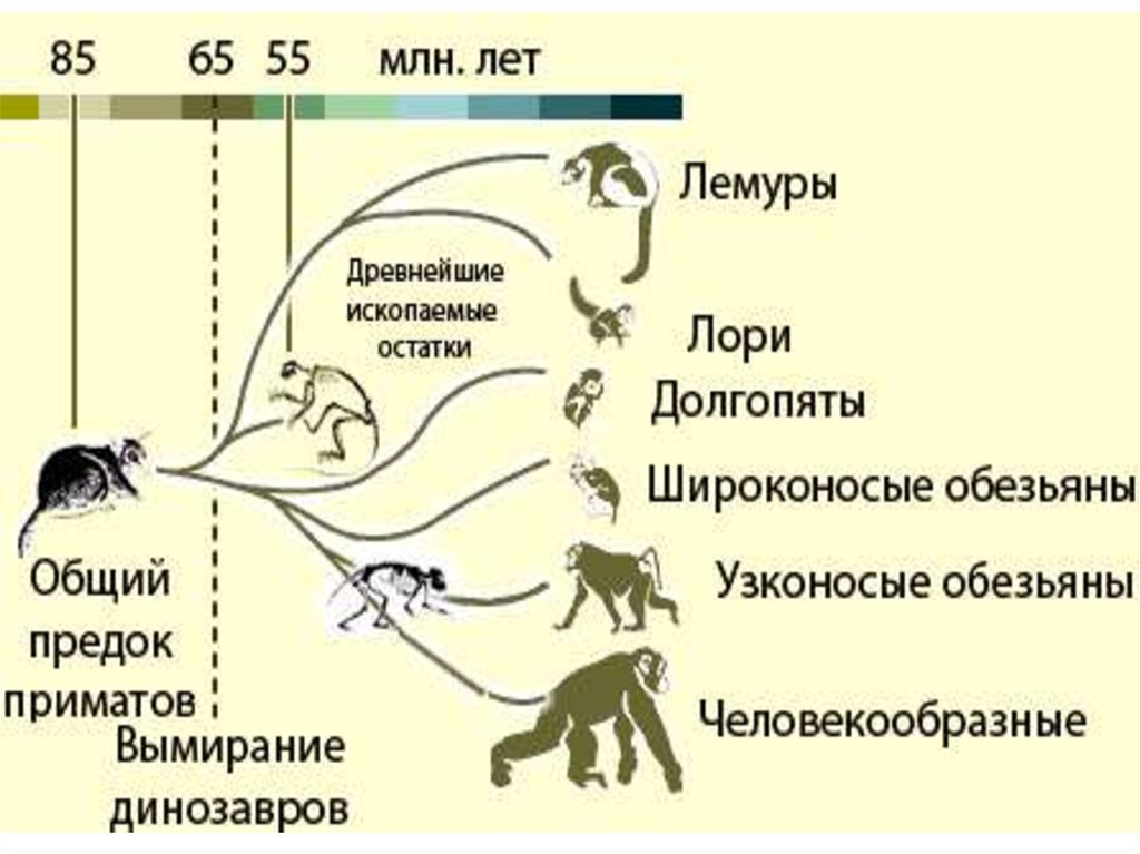 Приматы какое развитие. Эволюция отряда приматы схема. Эволюция отряда приматов таблица. Антропогенез Эволюция приматов. Этапы эволюции приматов 9 класс.