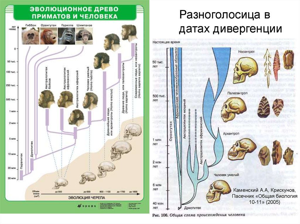 Схема эволюционного древа. Древо эволюции человека Антропогенез. Антропогенез эволюционное Древо человека. Древо гоминид. Эволюционный путь развития приматов схема.