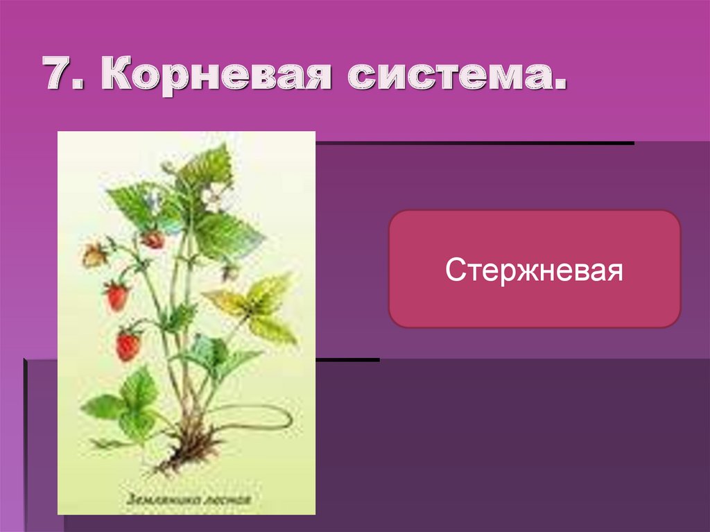 Розоцветные корневые. Стебель розоцветных. Корень семейства розоцветных. Розоцветные типы стеблей. Корень розоцветных растений.