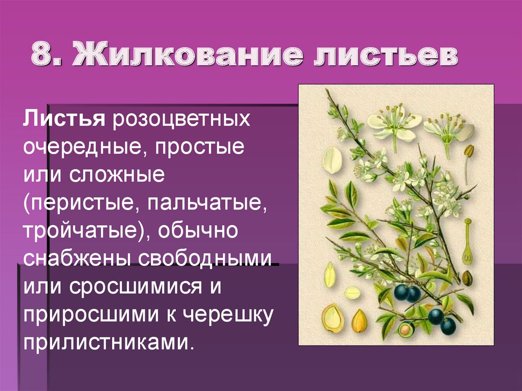 Какие листья у розоцветных