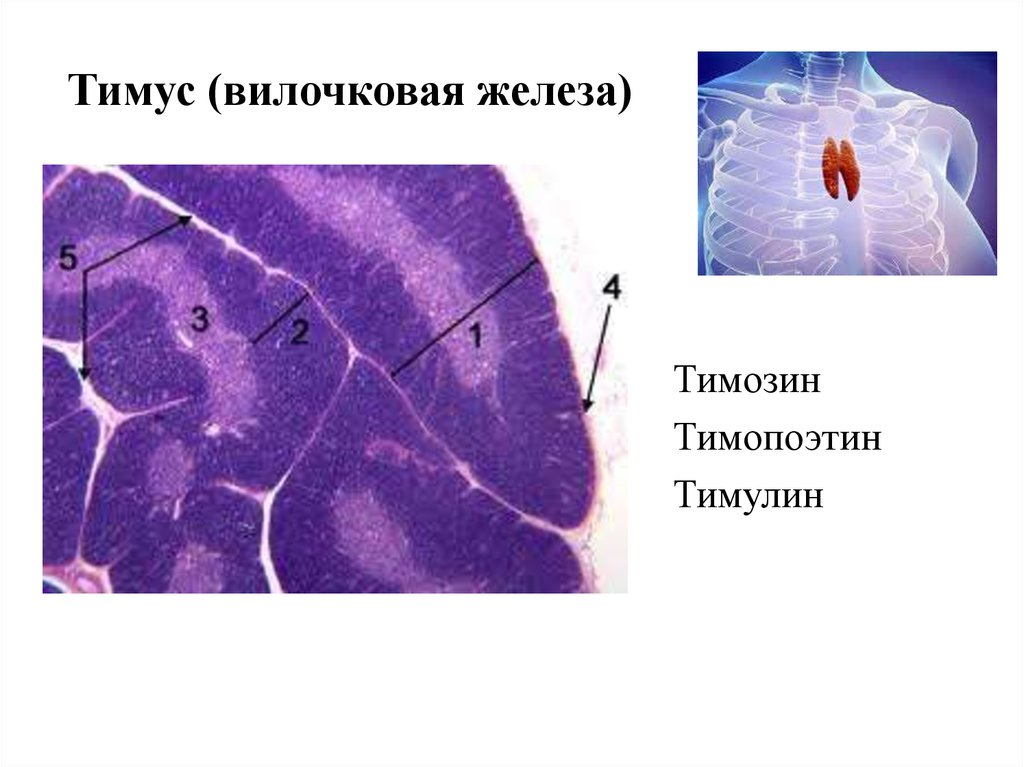 Тимус гематоксилин эозин рисунок