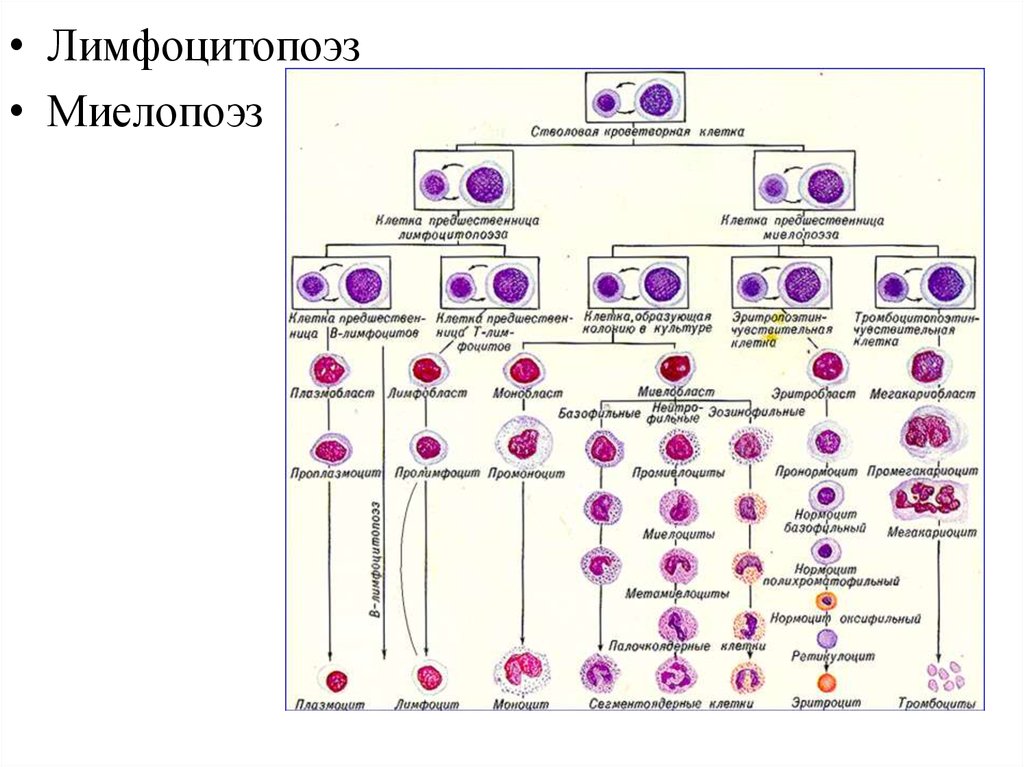 Особенности развития клеточных элементов белой крови схема миело и лимфопоэза