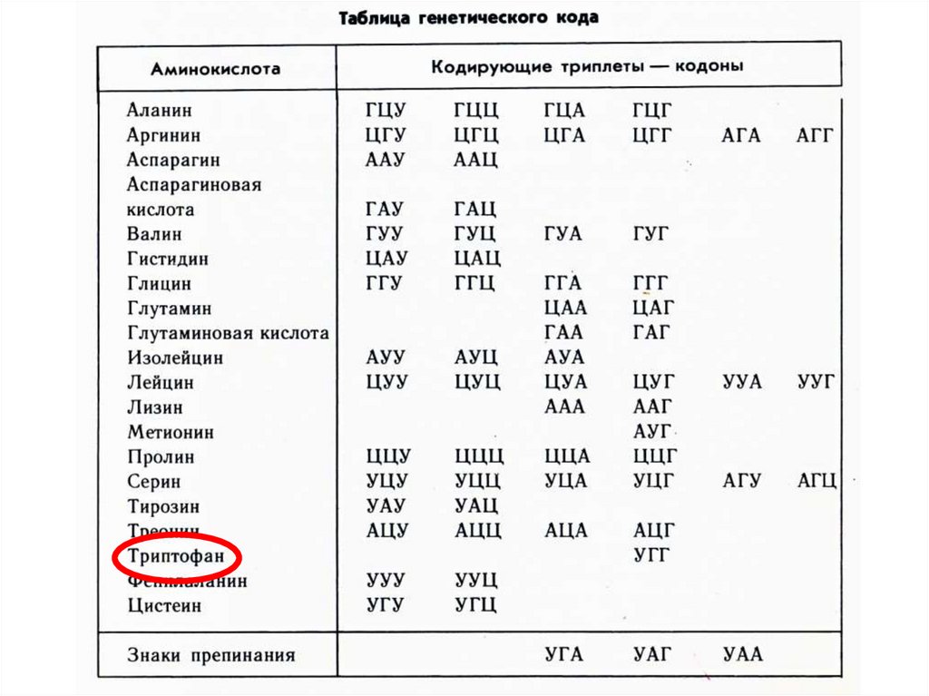 Белковый код. Аминокислоты таблица генетического кода. Таблица ген кода аминокислот. Генетический код ДНК таблица. Таблица триплетов генетического кода и РНК.