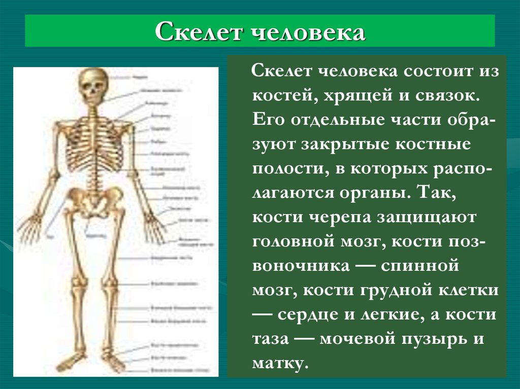 Скелет с названиями костей на русском языке. Скелет человека. Скелет человека с названием костей. Скелет человека рисунок. Скелет человека с названием костей с двух сторон.