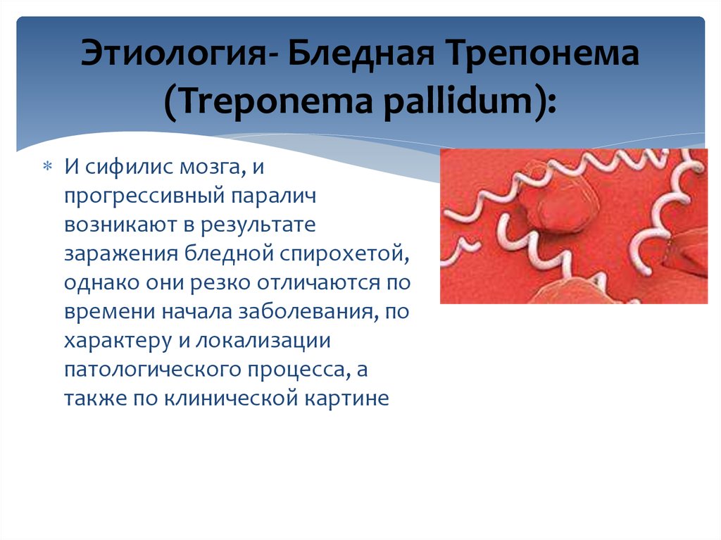 Бледная трепонема treponema pallidum. Спирохеты трепонемы сифилиса. Бледная трепонема спирохетты. Сифилис бледная трепонема. Факторы патогенности бледной трепонемы.