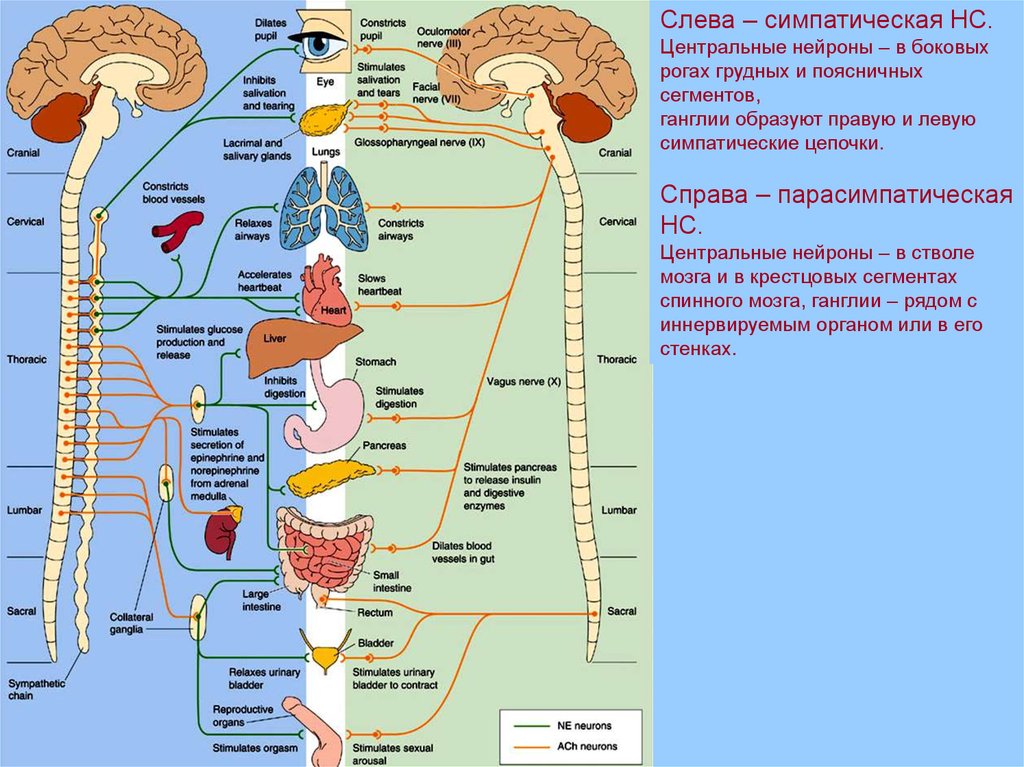 Где расположены симпатические вегетативные ядра. Вегетативная нервная система сегменты. Симпатический и парасимпатический отделы таблица. Симпатические Нейроны боковые рога спинного мозга. Симпатическая система в боковых рогах.