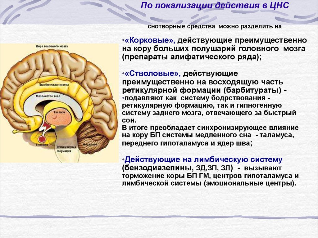Вопросы по головному мозгу. На какие структуры ЦНС действуют снотворные средства?. Седативные средства влияние на ЦНС. Препараты действующие на кору головного мозга. Седативные действия на ЦНС (препараты).