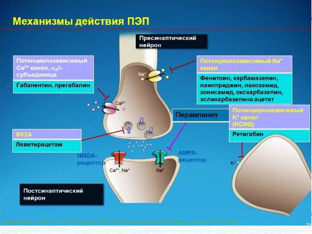 Действие р. Механизм действия противосудорожных препаратов фармакология. Противоэпилептические препараты фармакология механизм действия. Механизм действия антиэпилептических препаратов. Механизм действия противоэпилептических средств схема.