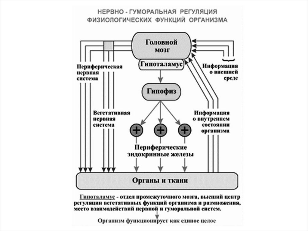 Схема фус восприятия боли