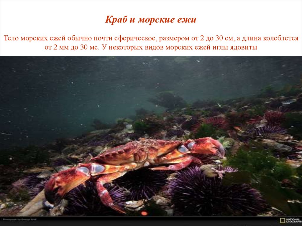 Подводный мир - online presentation