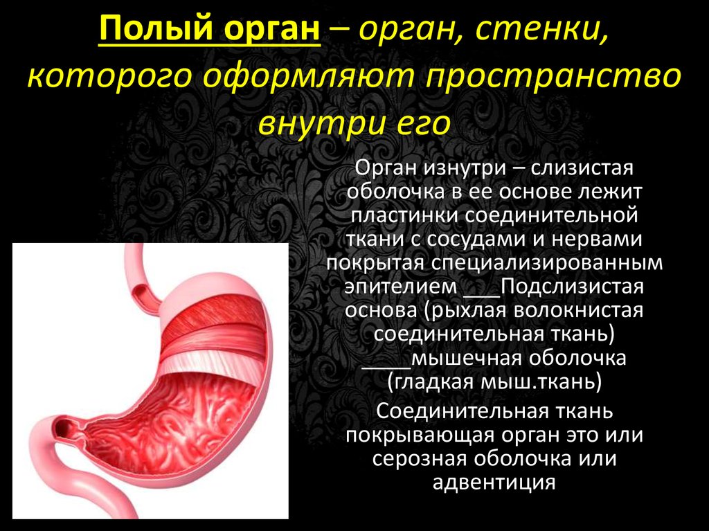 Стенки органов