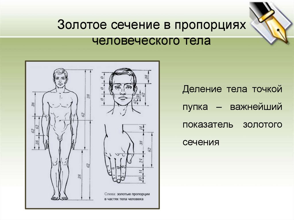 Тело округлое в сечении. Золотое сечение пропорции. Пропорции по Золотому сечению. Пропорции человеческого тела. Золотое сечение в пропорциях человеческого тела.