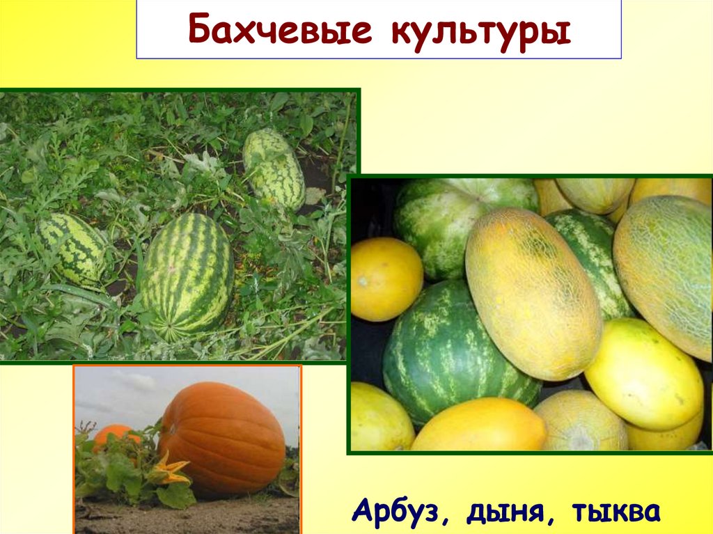 Бахчевые культуры фото