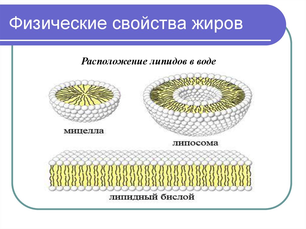 Каким номером на рисунке обозначена структура в состав которой входит липидный бислой хлоропласт