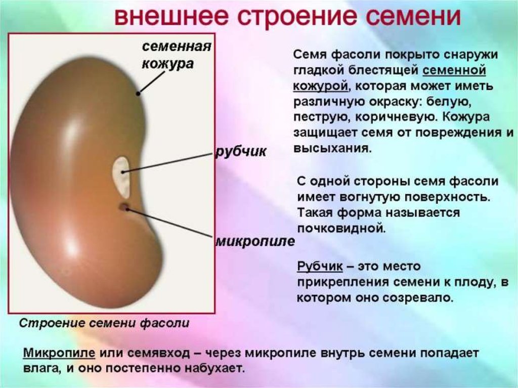 Строение семян 6 класс биология пасечник презентация