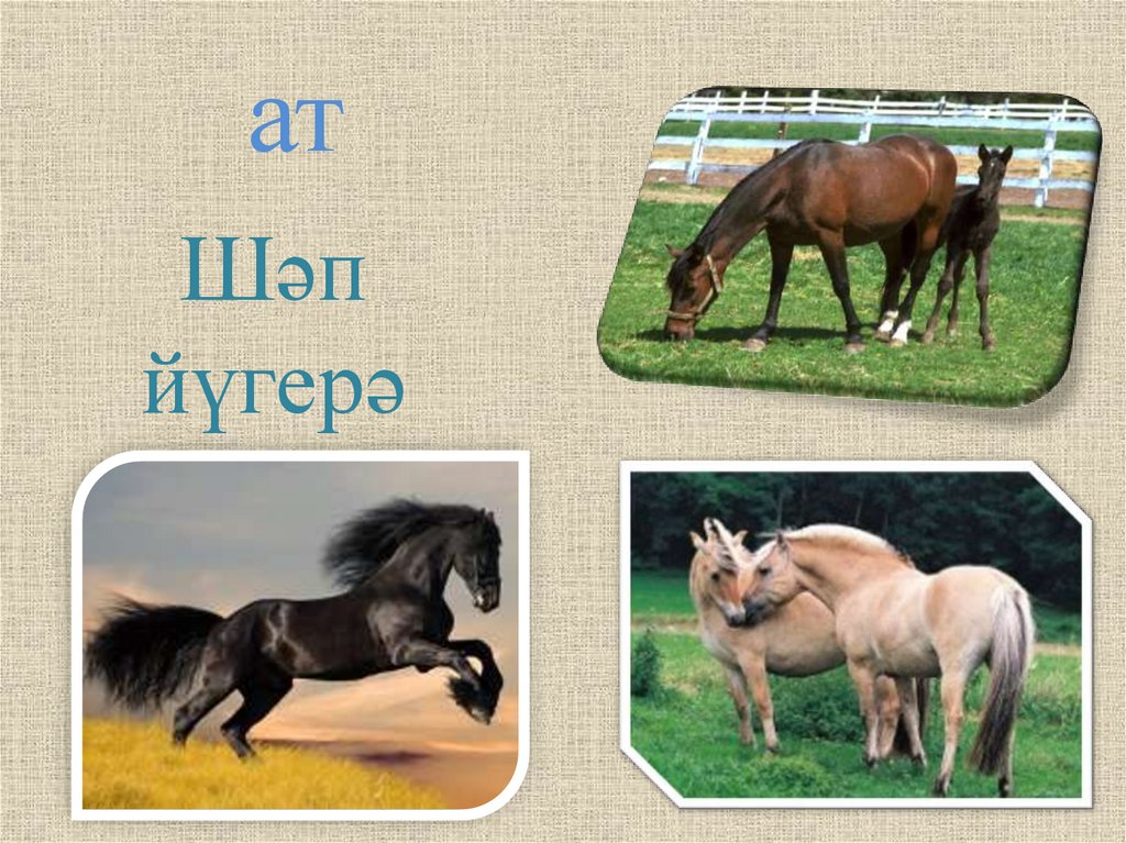 Лошадь доклад 3 класс. Картинки домашних животных с описанием. Доклад про домашних животных. Информация о лошадях. Домашние животные презентация.