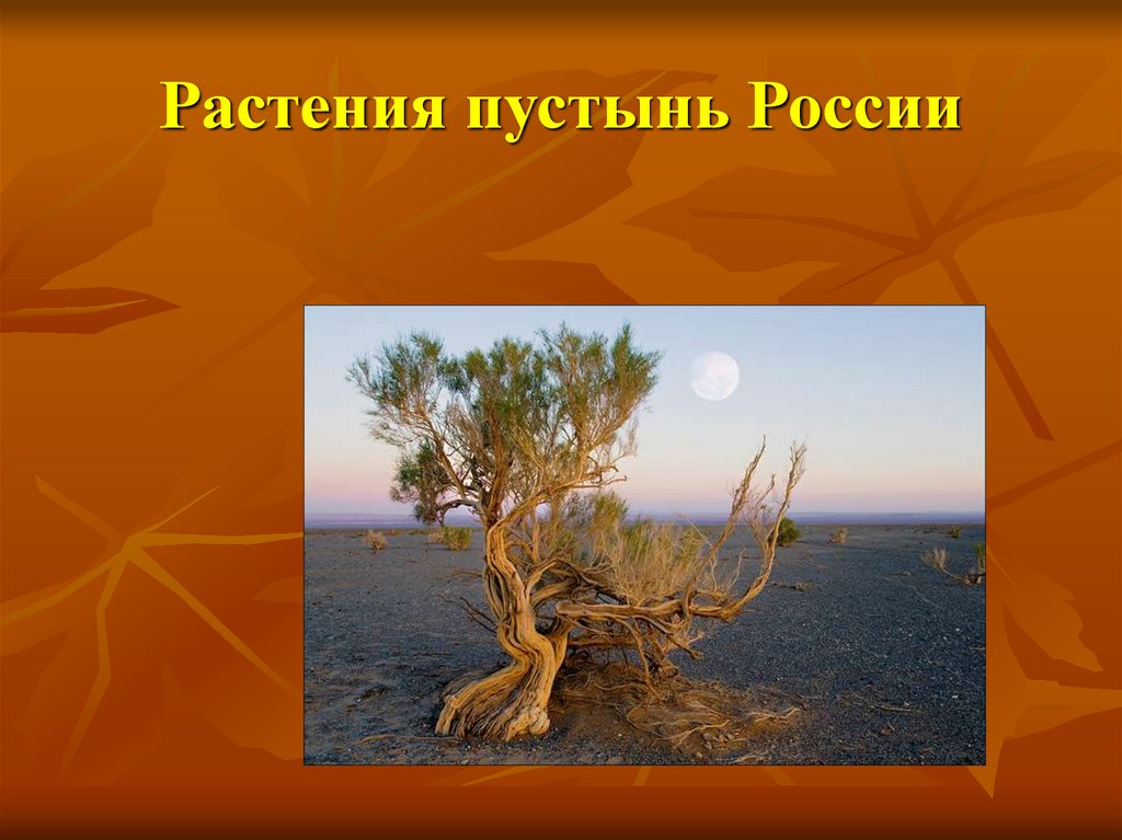 Пустыня растительный мир. Растительность пустынь и полупустынь в России. Растения пустыни Росси. Растительный мир пустыни. Растения в пустынях России.