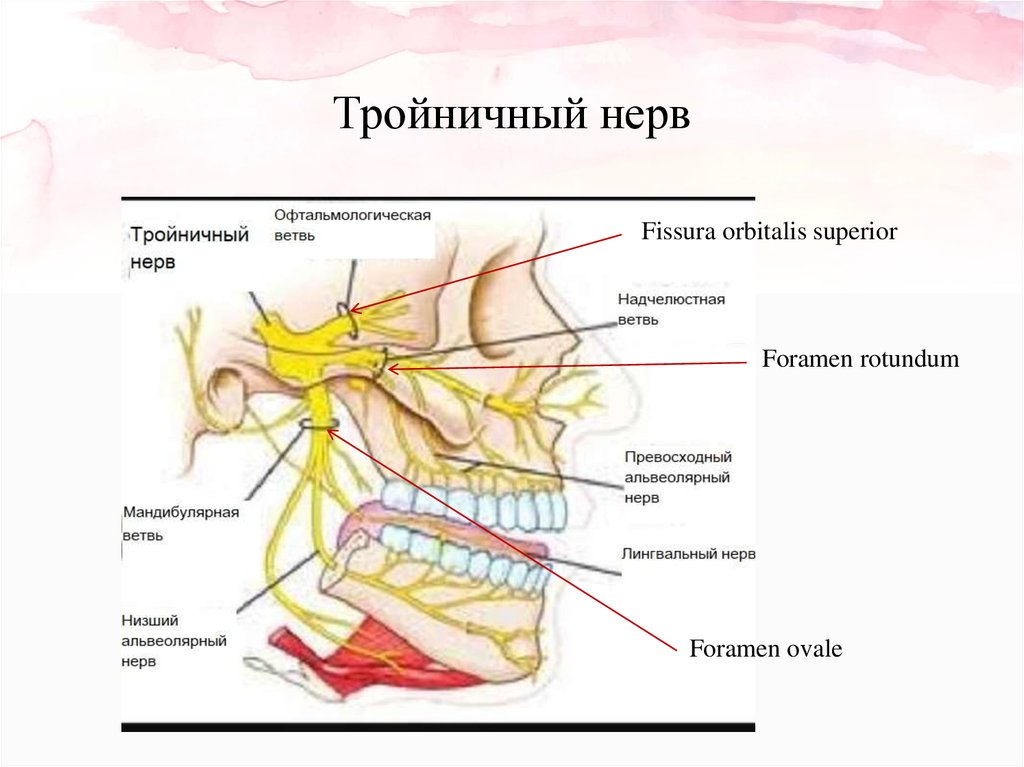 Тройничный нерв справа. Нижнечелюстной тройничный нерв. Тройничный нерв препарат анатомия. Глазной нерв 1 ветвь тройничного нерва. Корешок тройничного нерва анатомия.