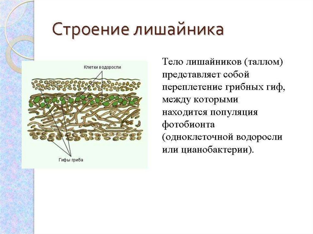 Лишайники плодовое тело. Неклеточное строение лишайника. Внешнее и внутреннее строение лишайника. Клеточное строение лишайника. Лишайник ягель строение.