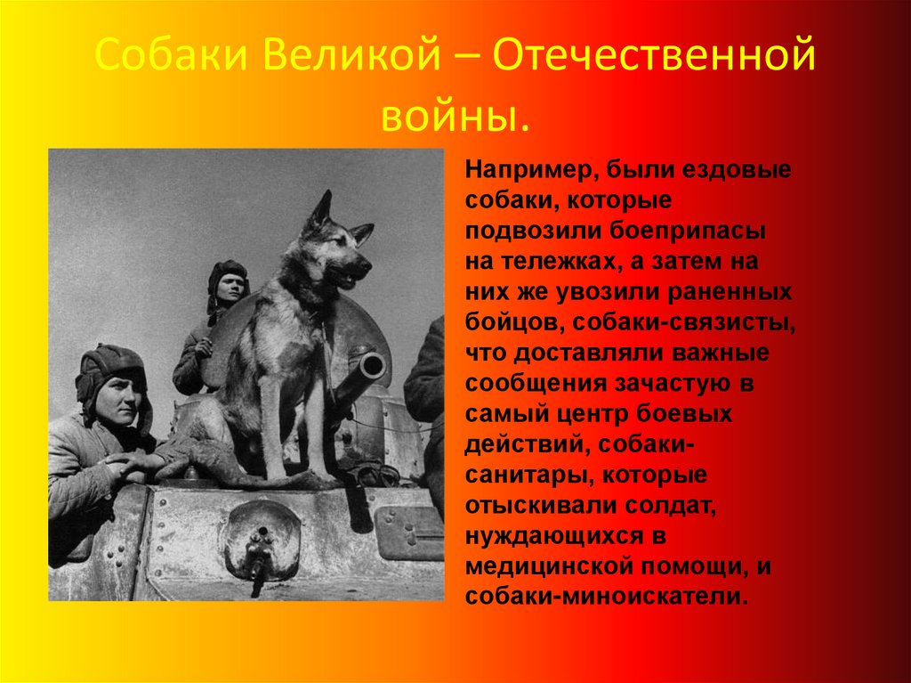 Собаки Великой – Отечественной войны.