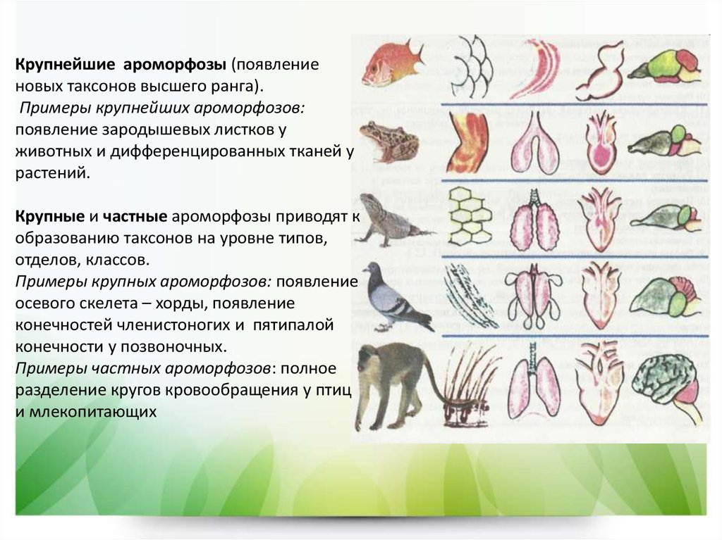В какой последовательности появлялись животные. Ароморфозы сердца системы животных. Эволюция систем органов позвоночных животных таблица. Ароморфозы в эволюции животных.