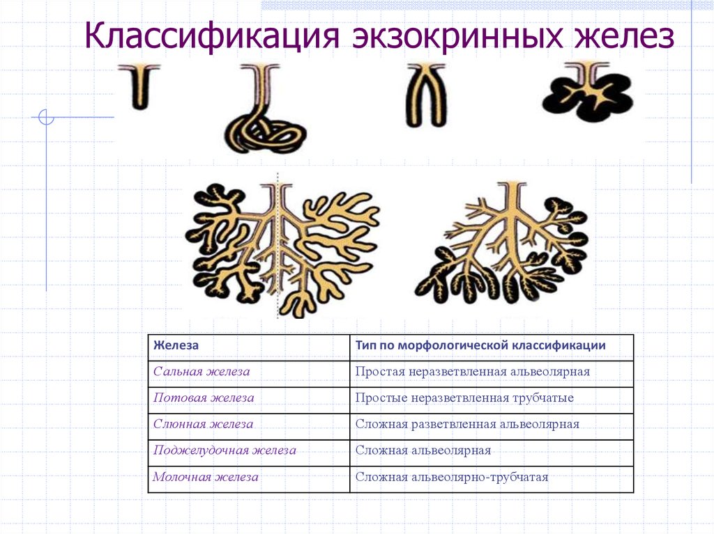 Схема строения эндокринных и экзокринных желез