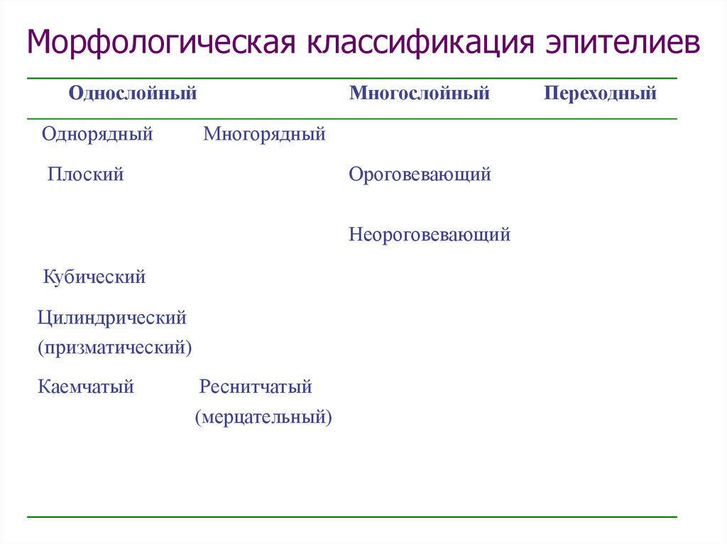 Морфологическая классификация. Классификация морфологических категорий. Морфологическая классификация эпителиев. Морфологическая классификация органелл в гистологии.