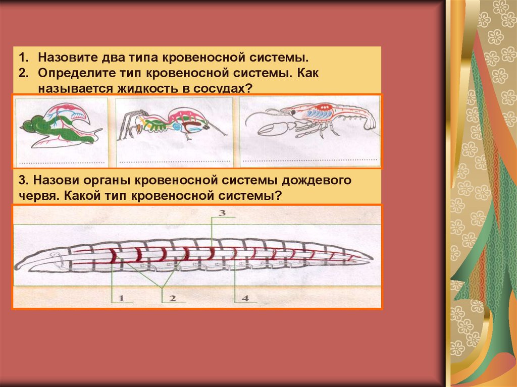 Наличие кровеносной системы дождевого червя. Типы кровеносных систем. Кровеносная система дождевого червя. У каких червей отсутствует кровеносная система.