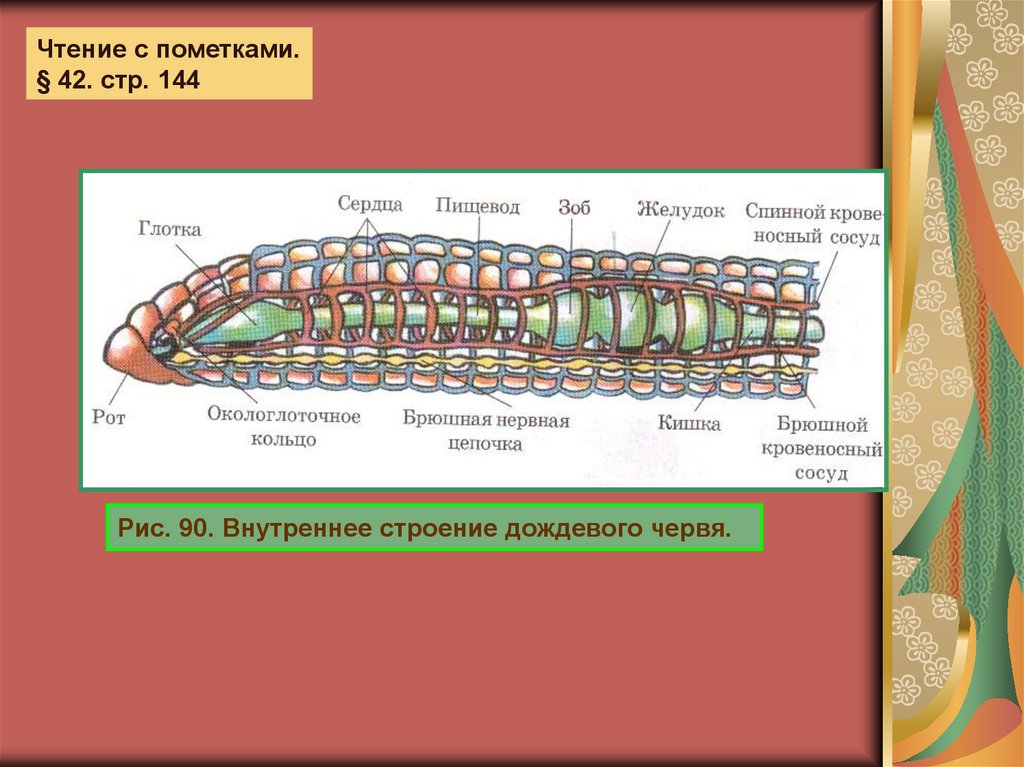 Наличие кровеносной системы дождевого червя