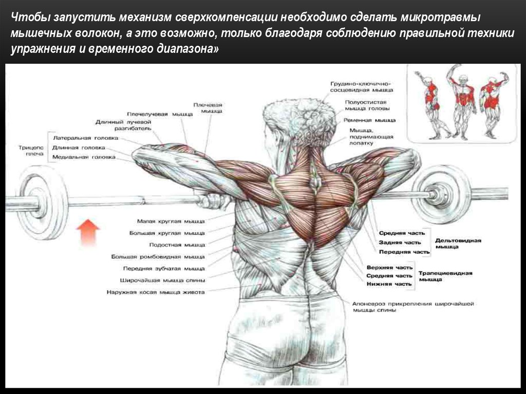 Упражнения на трапециевидную. Трапеция мышца. Упражнения на трапециевидную мышцу. Упражнения на верхняя трапециевидная. Трапеция мышца упражнения.