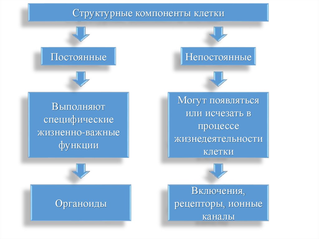 Компоненты клетки. Постоянные структурные компоненты клетки. Структура элемента клетки. Структурные компоненты клетки схема. Основные структурные компоненты клетки.