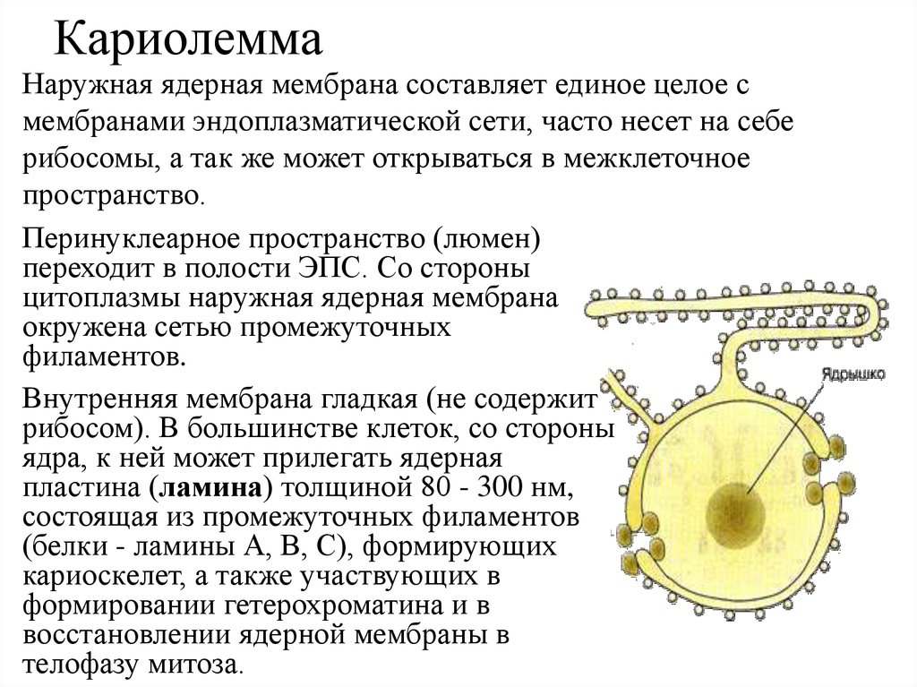 Окружен мембранами. Строение ядра кариолемма. Ядерная мембрана ЭПС. Кариолемма это гистология. Кариолемма строение и функции.