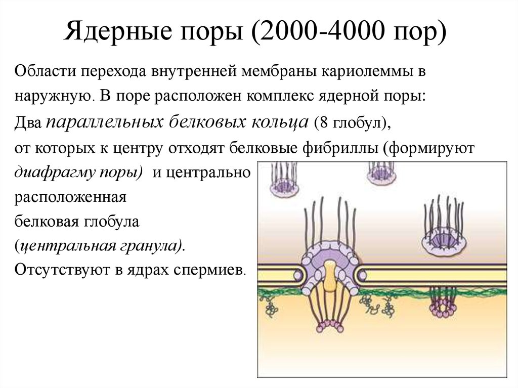 Пора расположенная