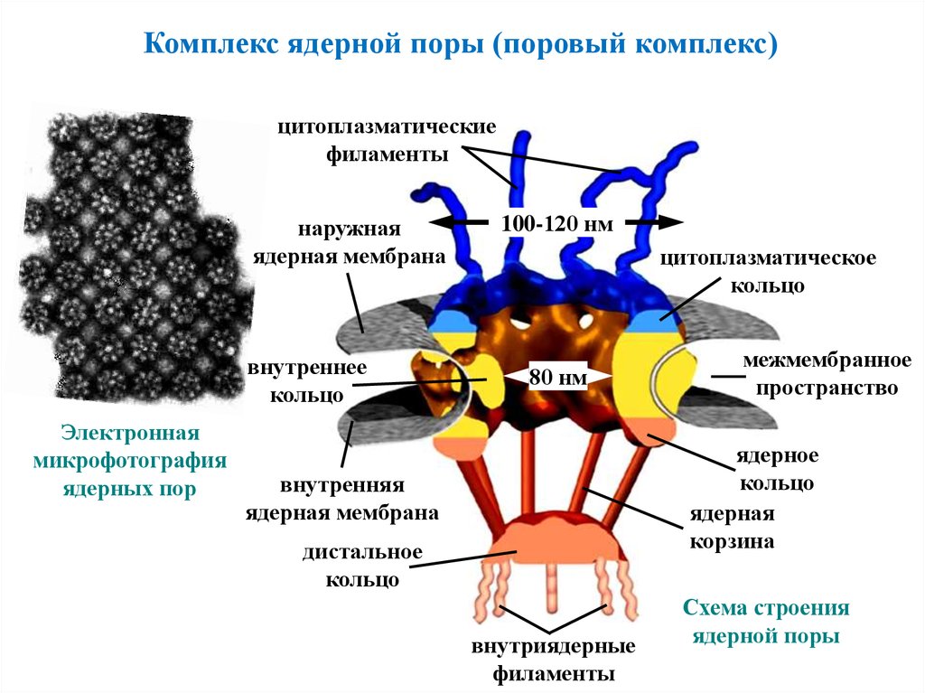 Комплекс ядра. Строение ядерного порового комплекса. Модель строения ядерного порового комплекса. Строение порового комплекса ядерной поры. Строение порового комплекса ядра.