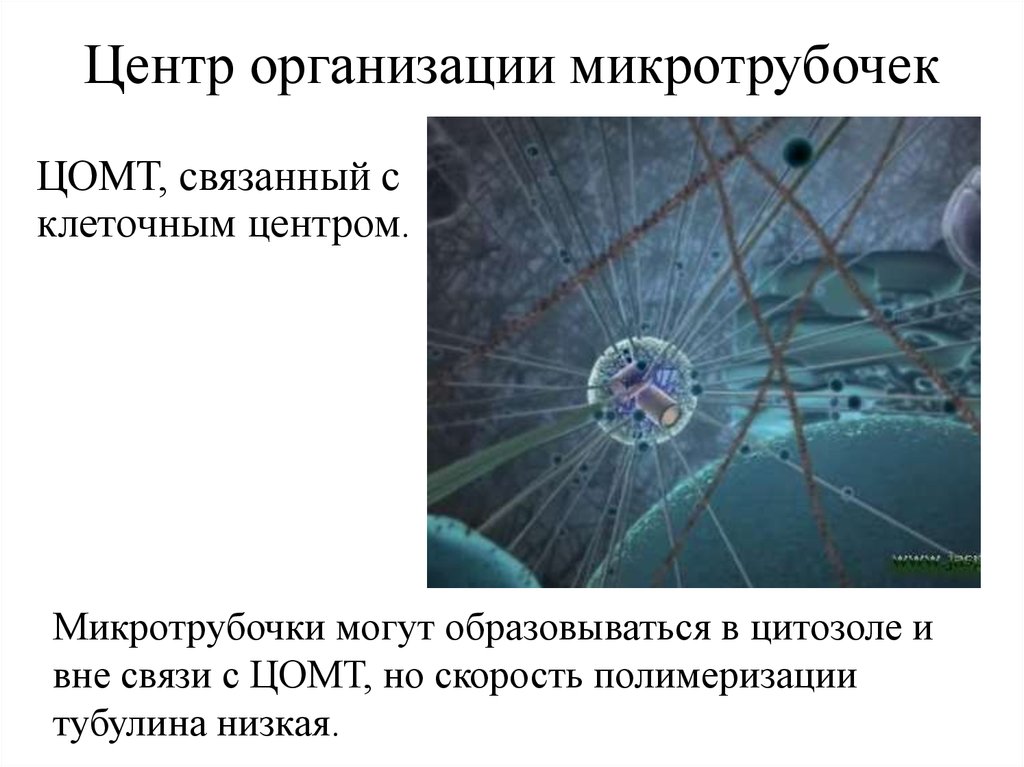 Вне связи. Центр организации микротрубочек в клетке животных. Является центром организации микротрубочек. Центр образования микротрубочек. Центром организации (полимеризации) микротрубочек является.