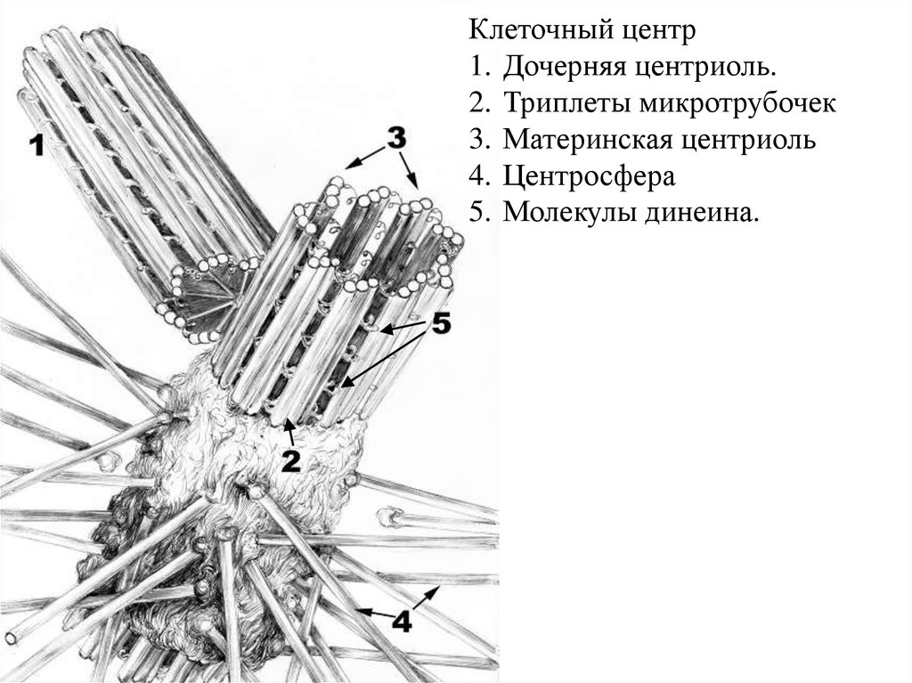 Центросомы в каких клетках