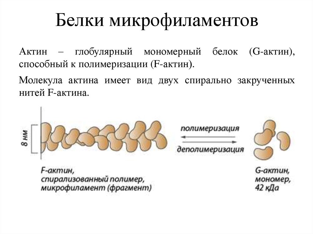 Структура биологии. Актин структура белка. Третичная структура актина. Актиновые микрофиламенты функции. Строение белков актина.