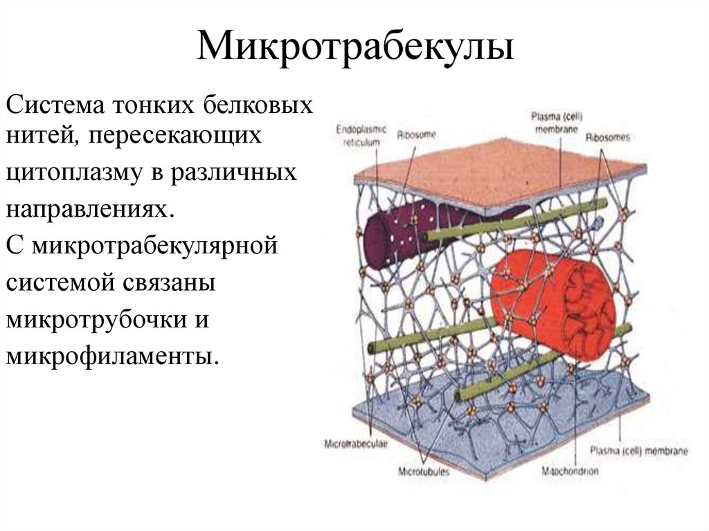 Системы связаны. Микротрабекулярная система. Клетка как целостная система. Строение биологической мембраны микротрубочки микрофиламенты. Клетка является целостной системой.