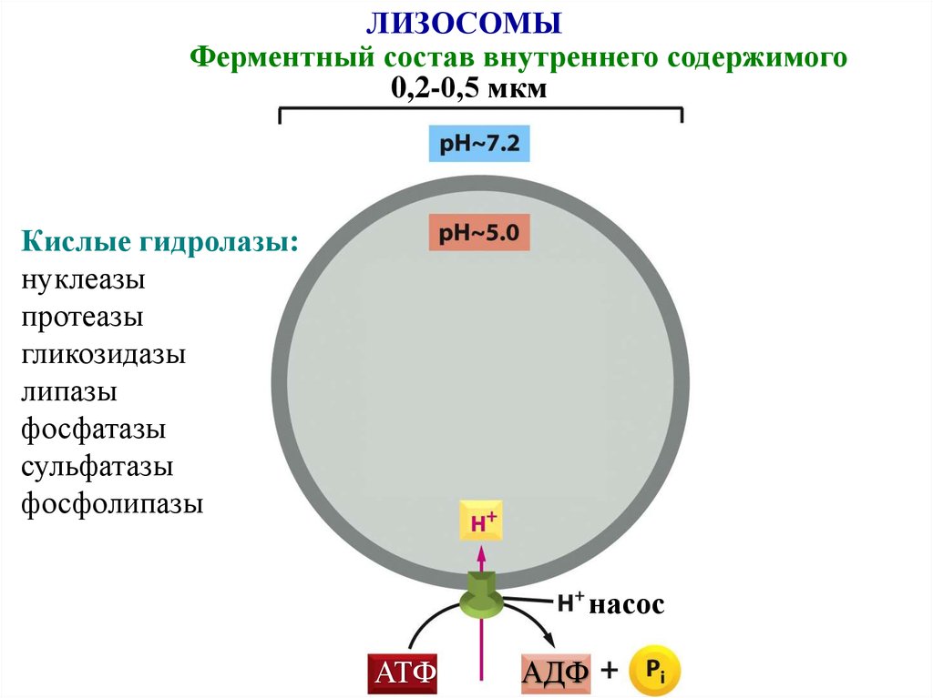 Внутреннее содержимое. Липазы, протеазы и нуклеазы,. Кислые гидролизы нуклеазы. Клетка как целостная Живая система. Внутренний состав.