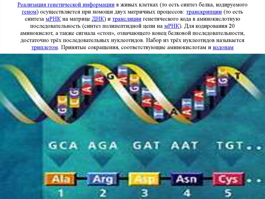 Реализация генетической информации Синтез белка. Генетическая информация кодируется. Кодирующая цепь ДНК имеет последовательность нуклеотидов. Роль в реализации наследственной информации