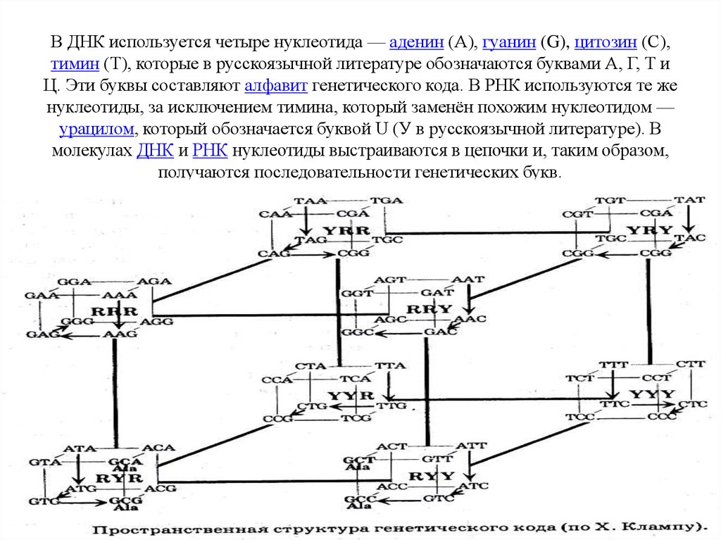 В ДНК используется четыре нуклеотида — аденин (А), гуанин (G), цитозин (С), тимин (T), которые в русскоязычной литературе